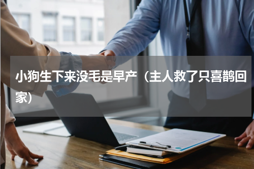 小狗生下来没毛是早产（主人救了只喜鹊回家）