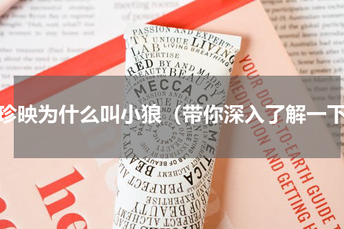 裴珍映为什么叫小狼（带你深入了解一下）