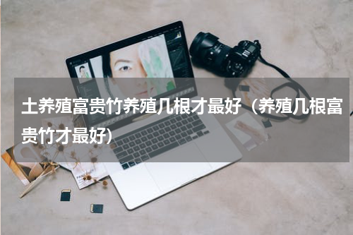 土养殖富贵竹养殖几根才最好（养殖几根富贵竹才最好）