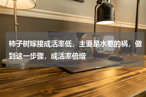 柿子树嫁接成活率低，主要是水惹的祸，做到这一步骤，成活率倍增