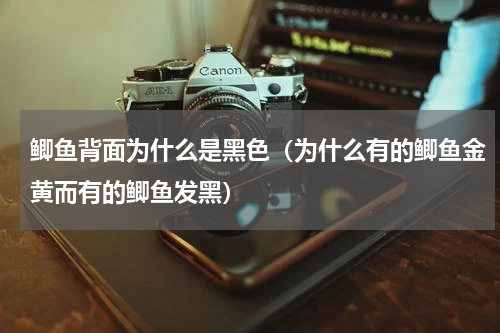 鲫鱼背面为什么是黑色（为什么有的鲫鱼金黄而有的鲫鱼发黑）