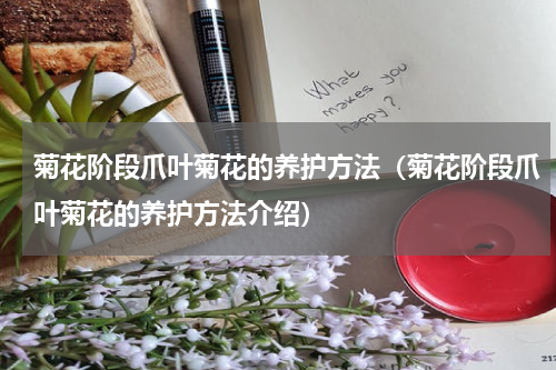 菊花阶段爪叶菊花的养护方法（菊花阶段爪叶菊花的养护方法介绍）