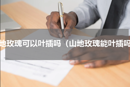 山地玫瑰可以叶插吗（山地玫瑰能叶插吗）