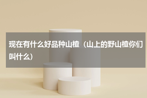 现在有什么好品种山楂（山上的野山楂你们叫什么）