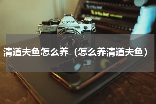 清道夫鱼怎么养（怎么养清道夫鱼）