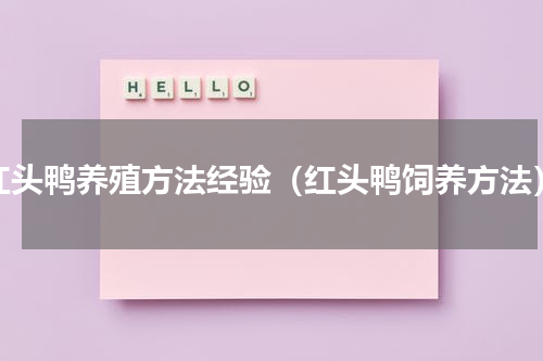 红头鸭养殖方法经验（红头鸭饲养方法）
