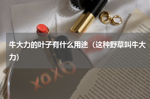 牛大力的叶子有什么用途（这种野草叫牛大力）