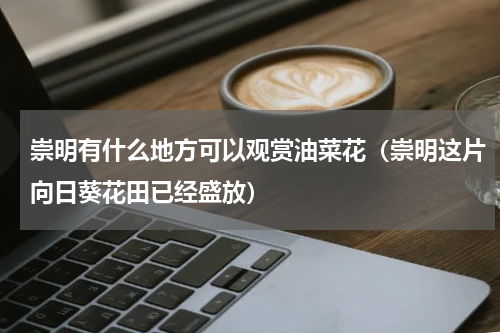 崇明有什么地方可以观赏油菜花（崇明这片向日葵花田已经盛放）