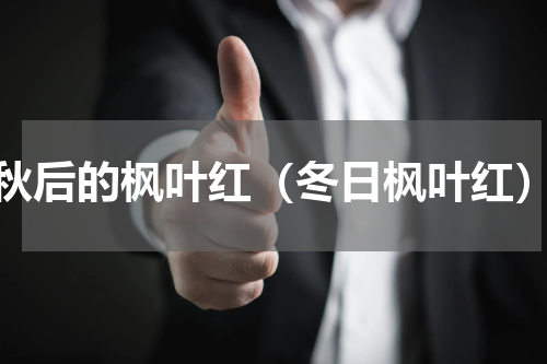 秋后的枫叶红（冬日枫叶红）