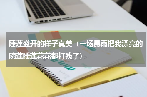 睡莲盛开的样子真美（一场暴雨把我漂亮的碗莲睡莲花花都打残了）