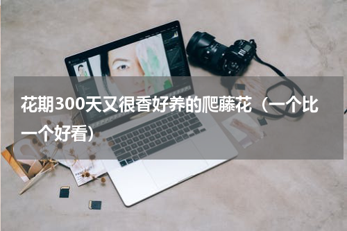 花期300天又很香好养的爬藤花（一个比一个好看）