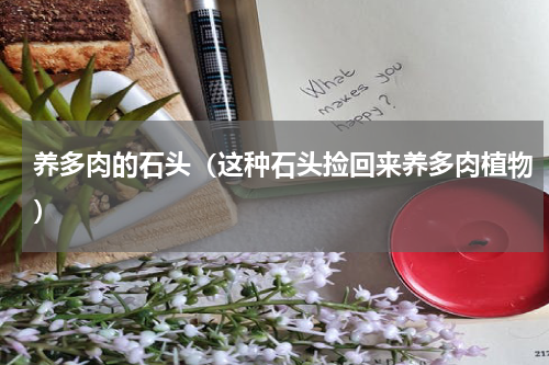 养多肉的石头（这种石头捡回来养多肉植物）