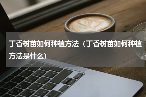 丁香树苗如何种植方法（丁香树苗如何种植方法是什么）