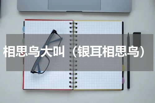 相思鸟大叫（银耳相思鸟）