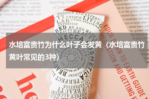 水培富贵竹为什么叶子会发黄（水培富贵竹黄叶常见的3种）
