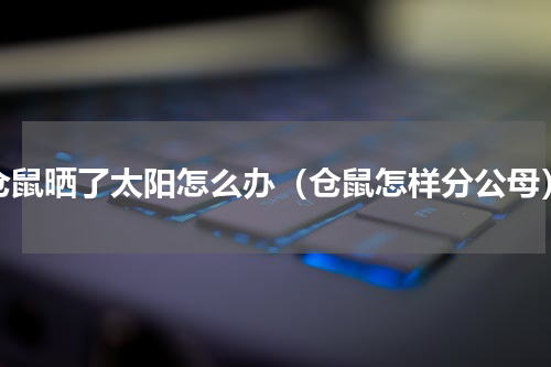 仓鼠晒了太阳怎么办（仓鼠怎样分公母）