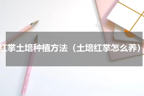 红掌土培种植方法（土培红掌怎么养）