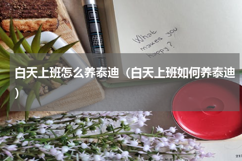 白天上班怎么养泰迪（白天上班如何养泰迪）