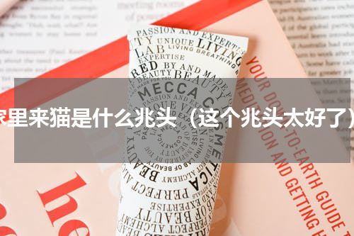 家里来猫是什么兆头（这个兆头太好了）