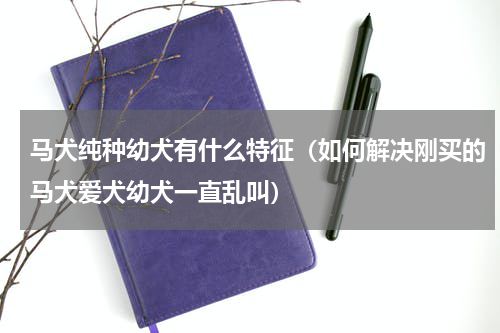 马犬纯种幼犬有什么特征（如何解决刚买的马犬爱犬幼犬一直乱叫）