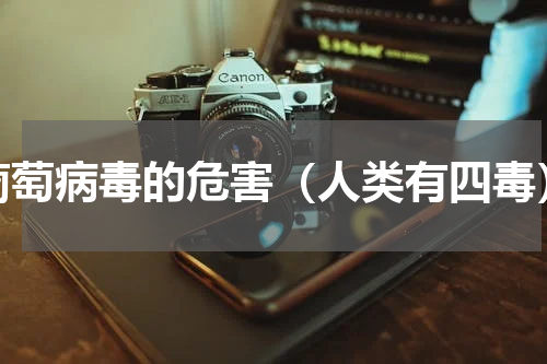 葡萄病毒的危害（人类有四毒）