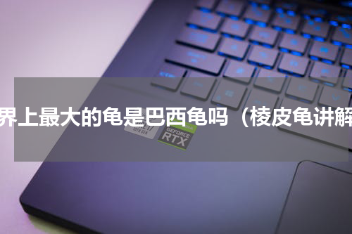 世界上最大的龟是巴西龟吗（棱皮龟讲解）