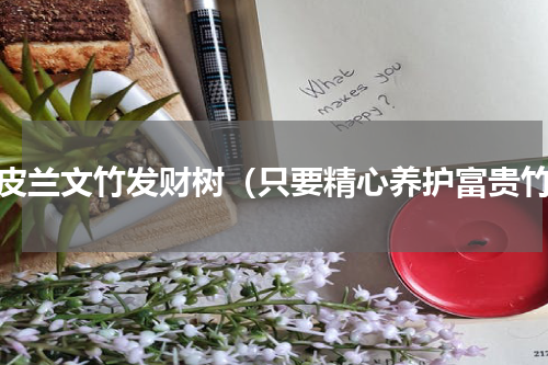 虎皮兰文竹发财树（只要精心养护富贵竹）