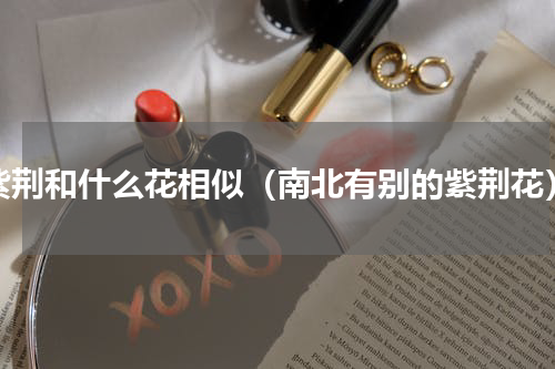 紫荆和什么花相似（南北有别的紫荆花）
