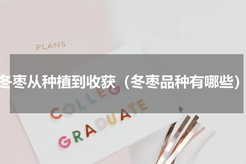 冬枣从种植到收获（冬枣品种有哪些）