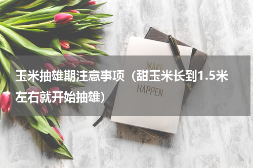 玉米抽雄期注意事项（甜玉米长到1.5米左右就开始抽雄）