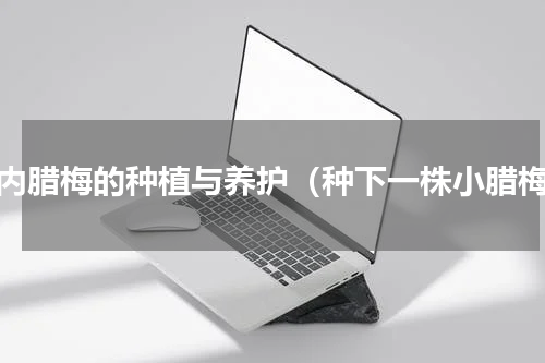 室内腊梅的种植与养护（种下一株小腊梅）