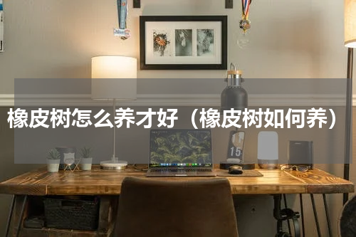 橡皮树怎么养才好（橡皮树如何养）
