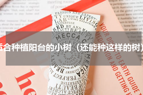 适合种植阳台的小树（还能种这样的树）