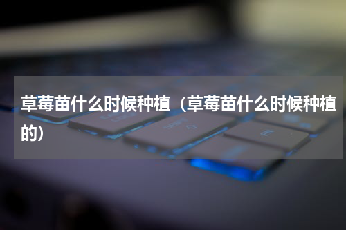 草莓苗什么时候种植（草莓苗什么时候种植的）