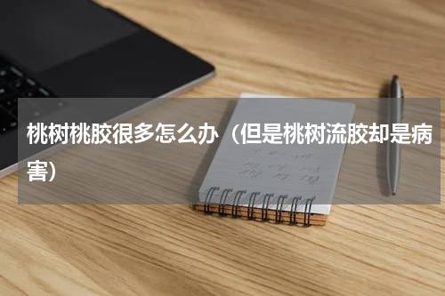 桃树桃胶很多怎么办（但是桃树流胶却是病害）