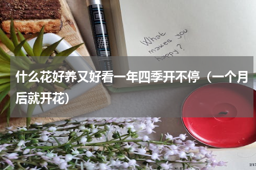 什么花好养又好看一年四季开不停（一个月后就开花）