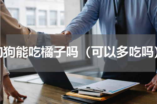 狗狗能吃橘子吗（可以多吃吗）
