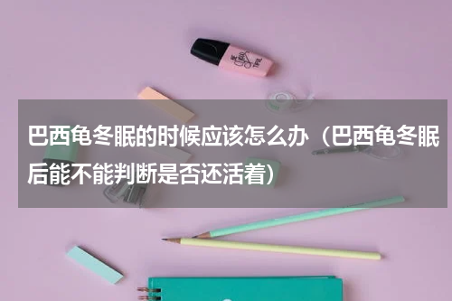 巴西龟冬眠的时候应该怎么办（巴西龟冬眠后能不能判断是否还活着）