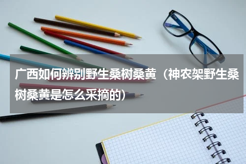 广西如何辨别野生桑树桑黄（神农架野生桑树桑黄是怎么采摘的）