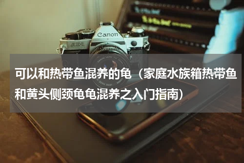 可以和热带鱼混养的龟（家庭水族箱热带鱼和黄头侧颈龟龟混养之入门指南）