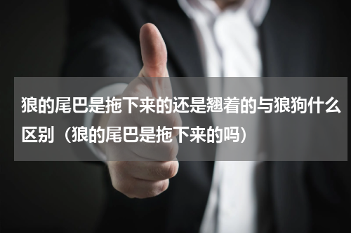 狼的尾巴是拖下来的还是翘着的与狼狗什么区别（狼的尾巴是拖下来的吗）
