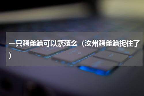 一只鳄雀鳝可以繁殖么（汝州鳄雀鳝捉住了）