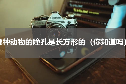 哪种动物的瞳孔是长方形的（你知道吗）
