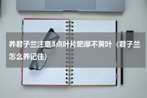 养君子兰注意3点叶片肥厚不黄叶（君子兰怎么养记住）