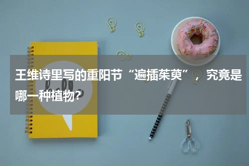 王维诗里写的重阳节“遍插茱萸”，究竟是哪一种植物？