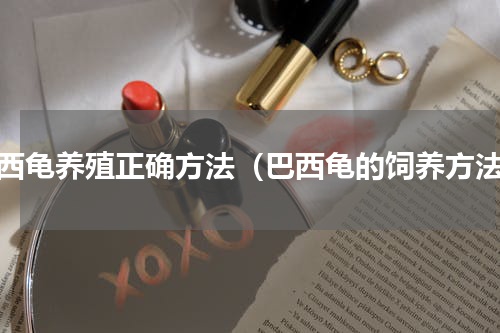 巴西龟养殖正确方法（巴西龟的饲养方法）