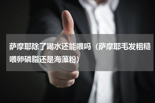 萨摩耶除了喝水还能喂吗（萨摩耶毛发粗糙喂卵磷脂还是海藻粉）