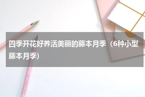 四季开花好养活美丽的藤本月季（6种小型藤本月季）