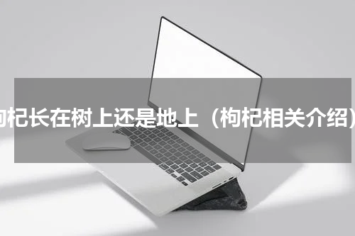 枸杞长在树上还是地上（枸杞相关介绍）