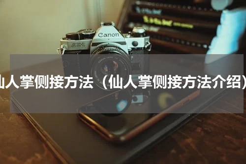 仙人掌侧接方法（仙人掌侧接方法介绍）